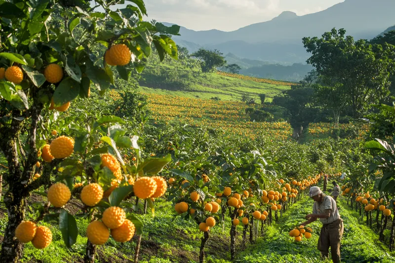 como cultivar achachairu