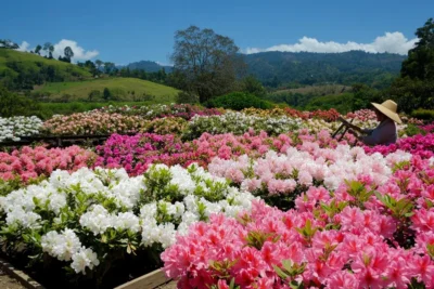 como cultivar azaleas