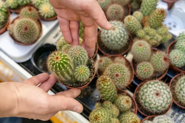 como cultivar cactus