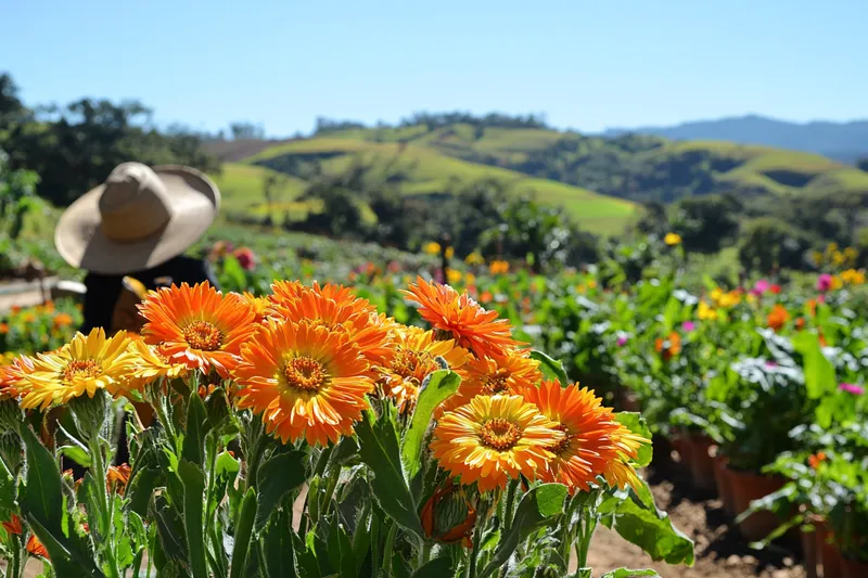 como cultivar calendula