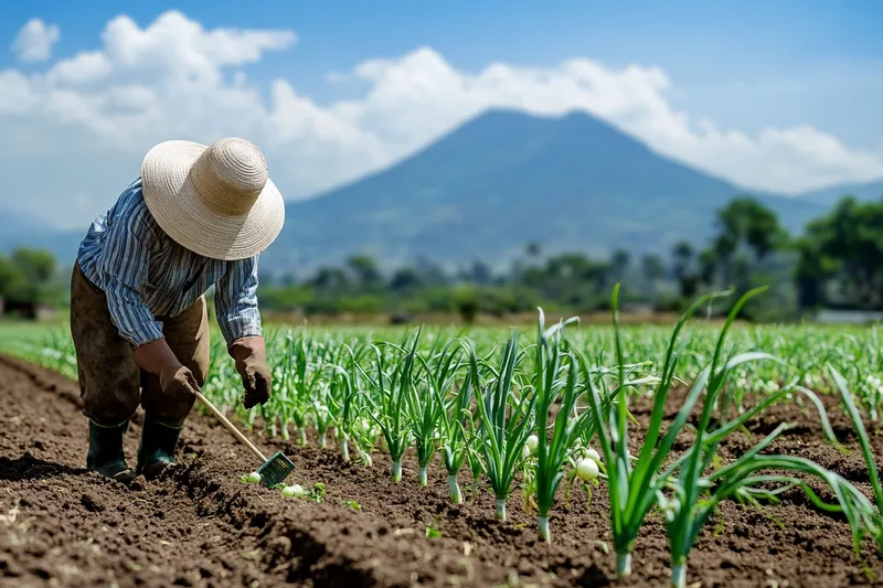 como cultivar cebolla