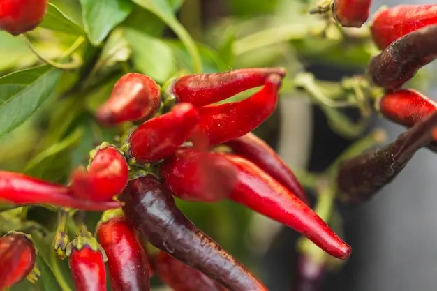 cómo cultivar chile de árbol en guatemala, consejos prácticos