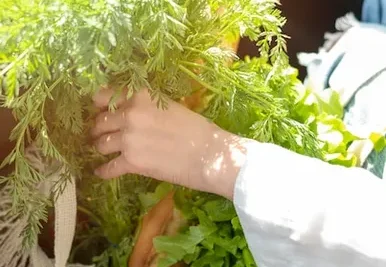 como cultivar cilantro