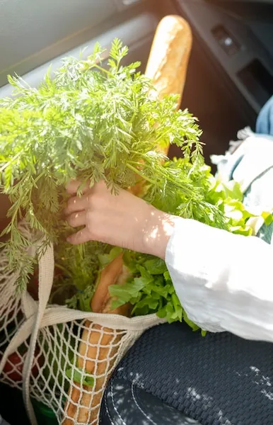 como cultivar cilantro