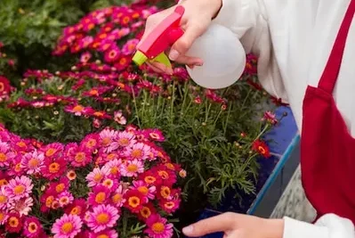 como cultivar gerberas