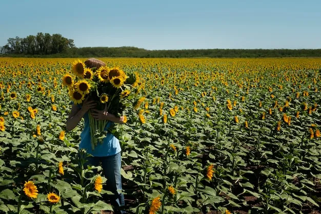 como cultivar girasoles