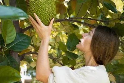 como cultivar guanabana