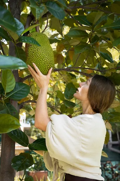 como cultivar guanabana