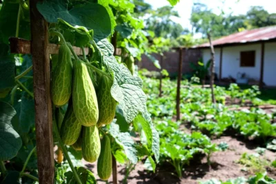 como cultivar guisquil en casa