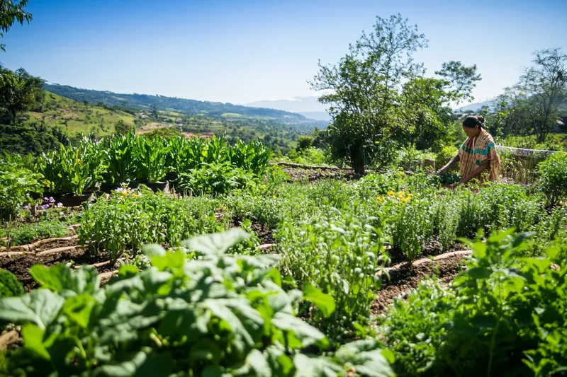 como cultivar hierbas medicinales