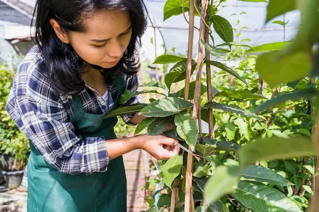 cómo cultivar lentejas en guatemala, técnicas y consejos