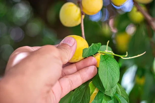 como cultivar limon persa