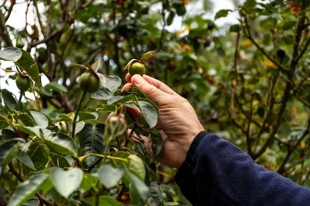 como cultivar macadamia