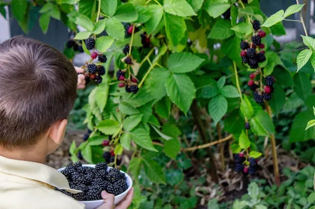 como cultivar moras