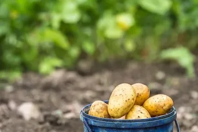 como cultivar papas en casa