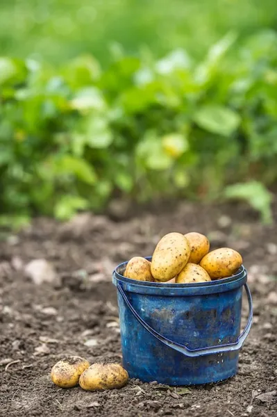 como cultivar papas en casa