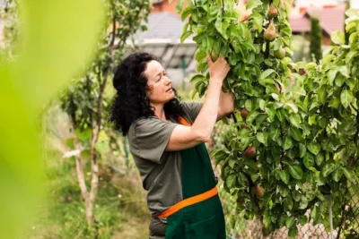 como cultivar pera