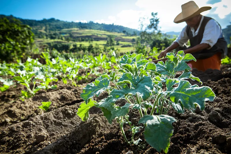 como cultivar ruda