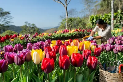 como cultivar tulipanes