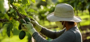 como podar un aguacate