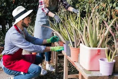 como podar un cactus