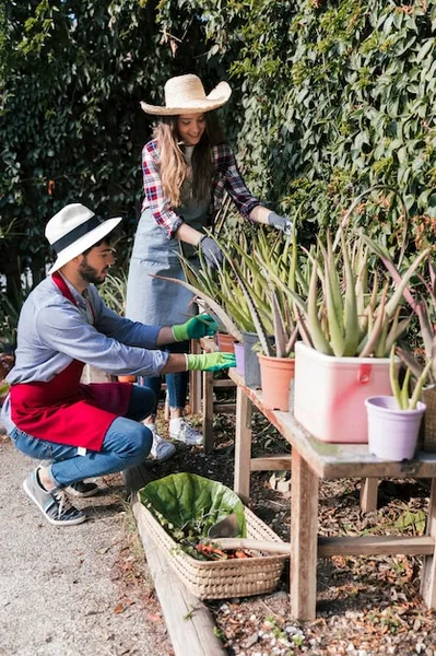 como podar un cactus