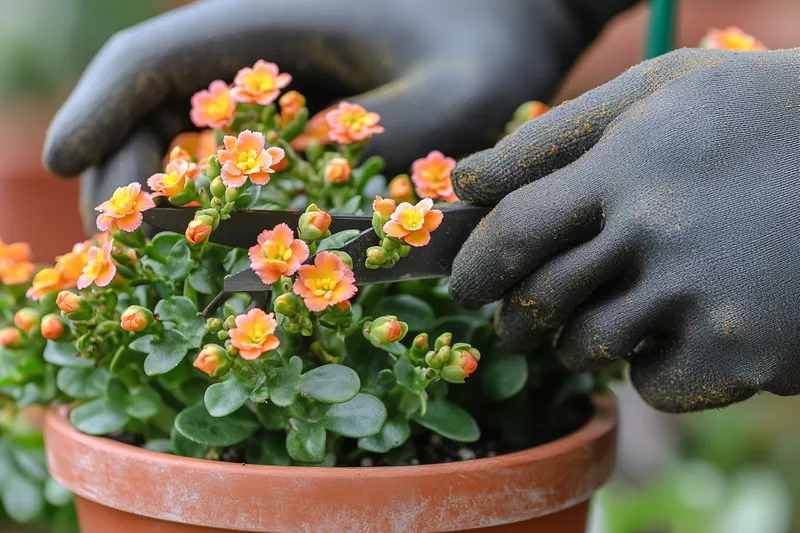 como podar un kalanchoe