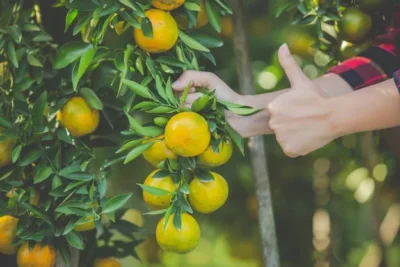 como podar un limonero