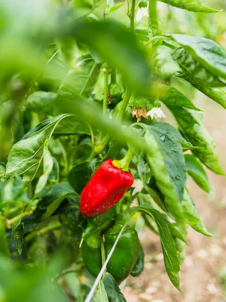 como podar una planta de chile