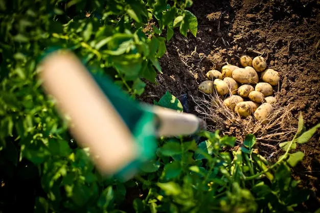 Cómo sembrar papas en huerto casero eficientemente